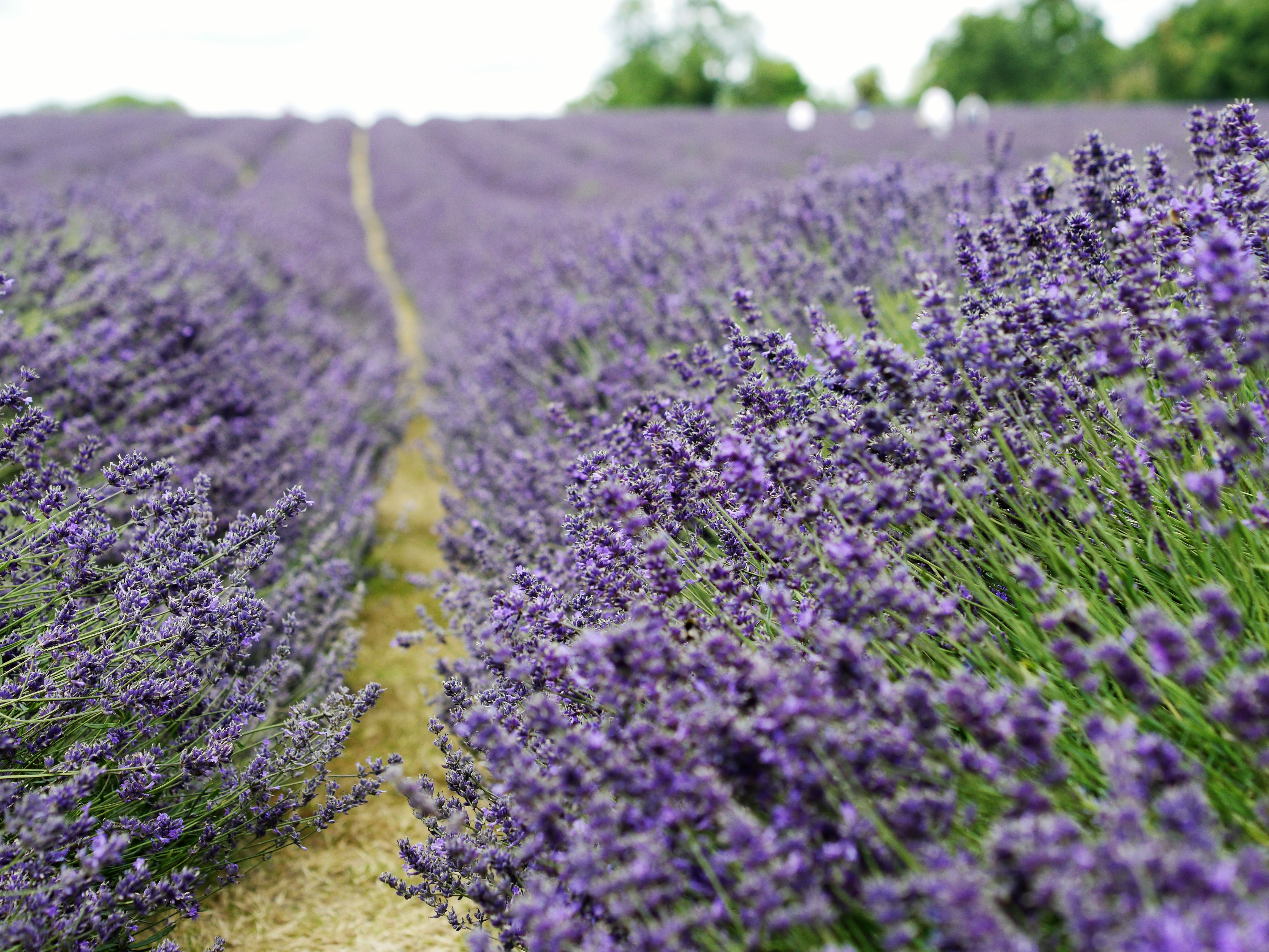 Visit lavender fields