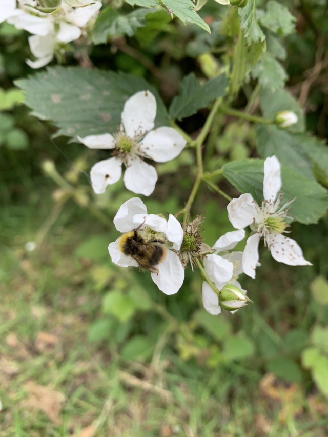 Headley Heath, bee on flower