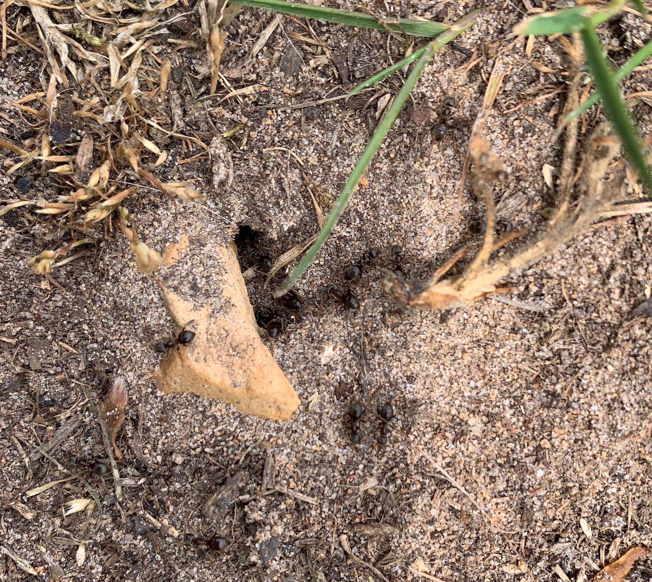 Headley Heath, ants in the ground
