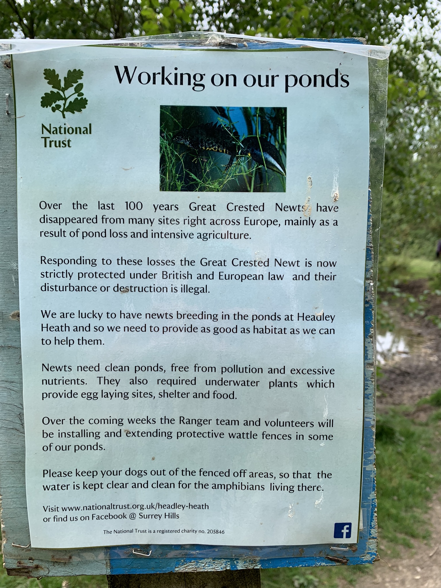 Headley Heath, notice about newts