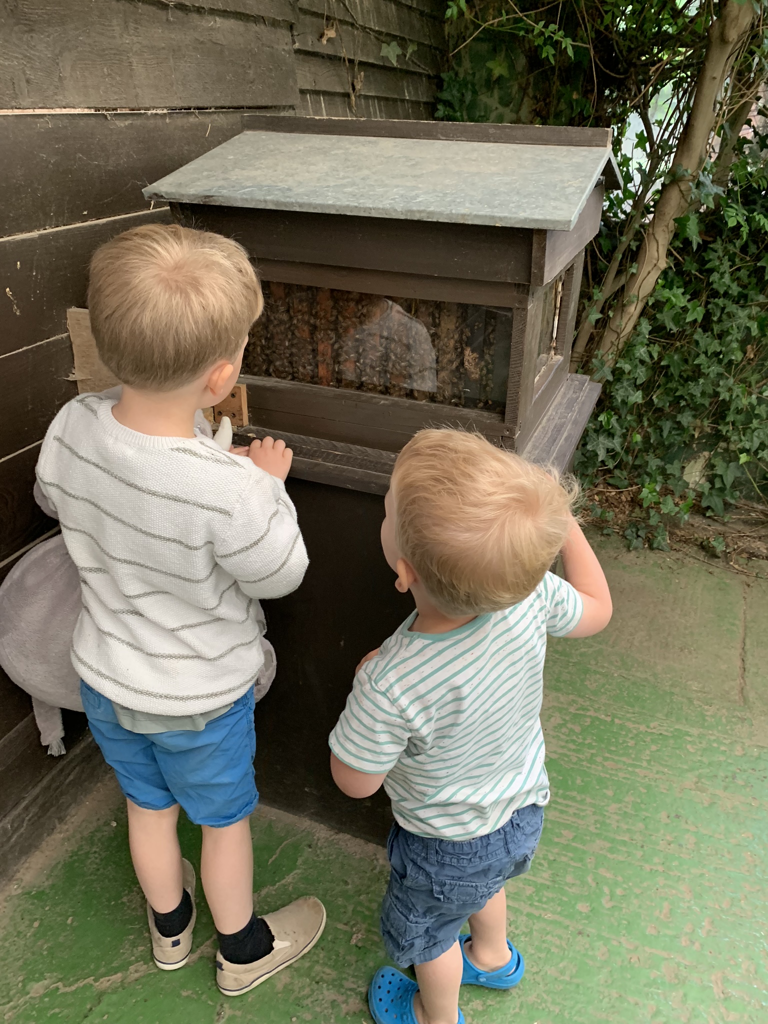 British Wildlife Centre, boys look at beehive