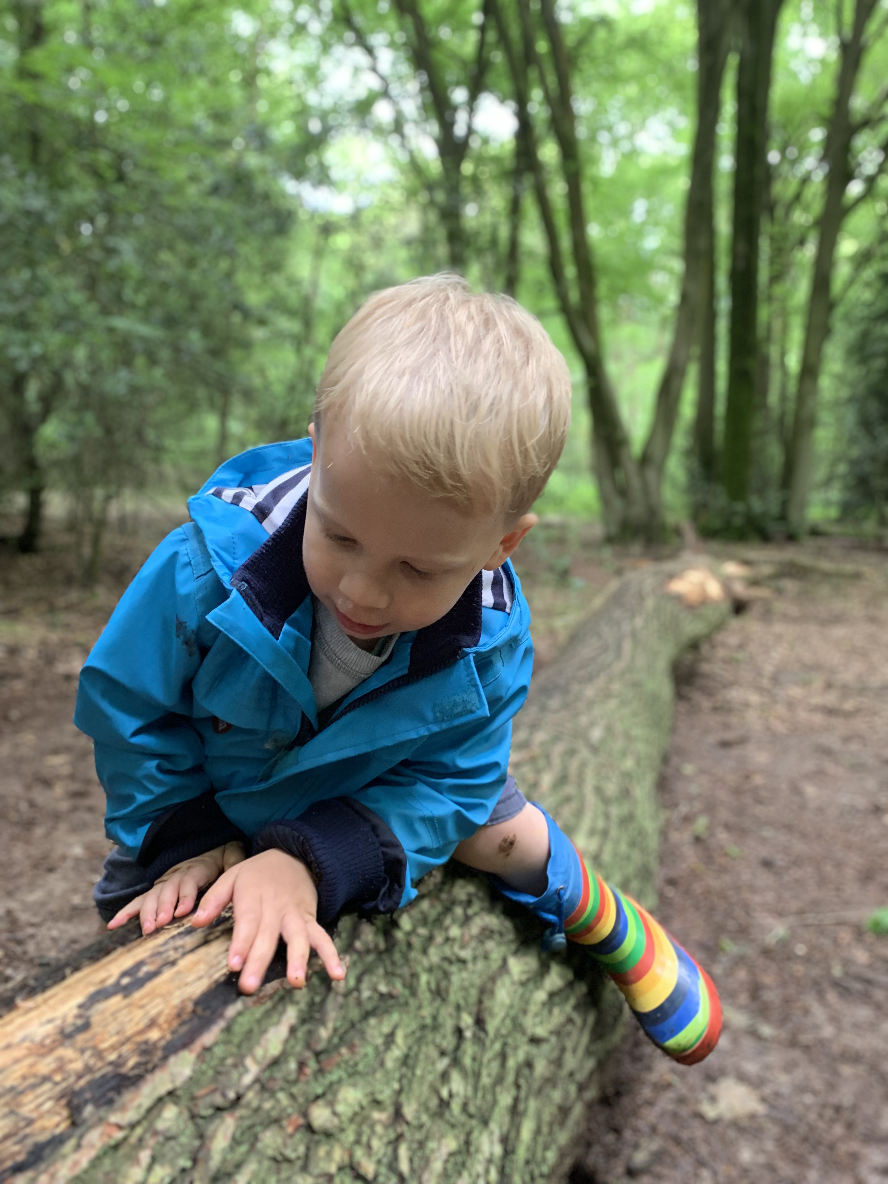 Eggbox scavenger hunt, toddler on fallen log in woods