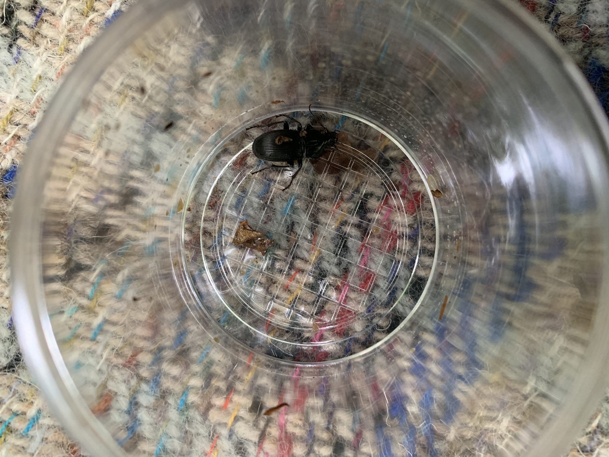 Minibeast hunt, beetle in a minibeast pot