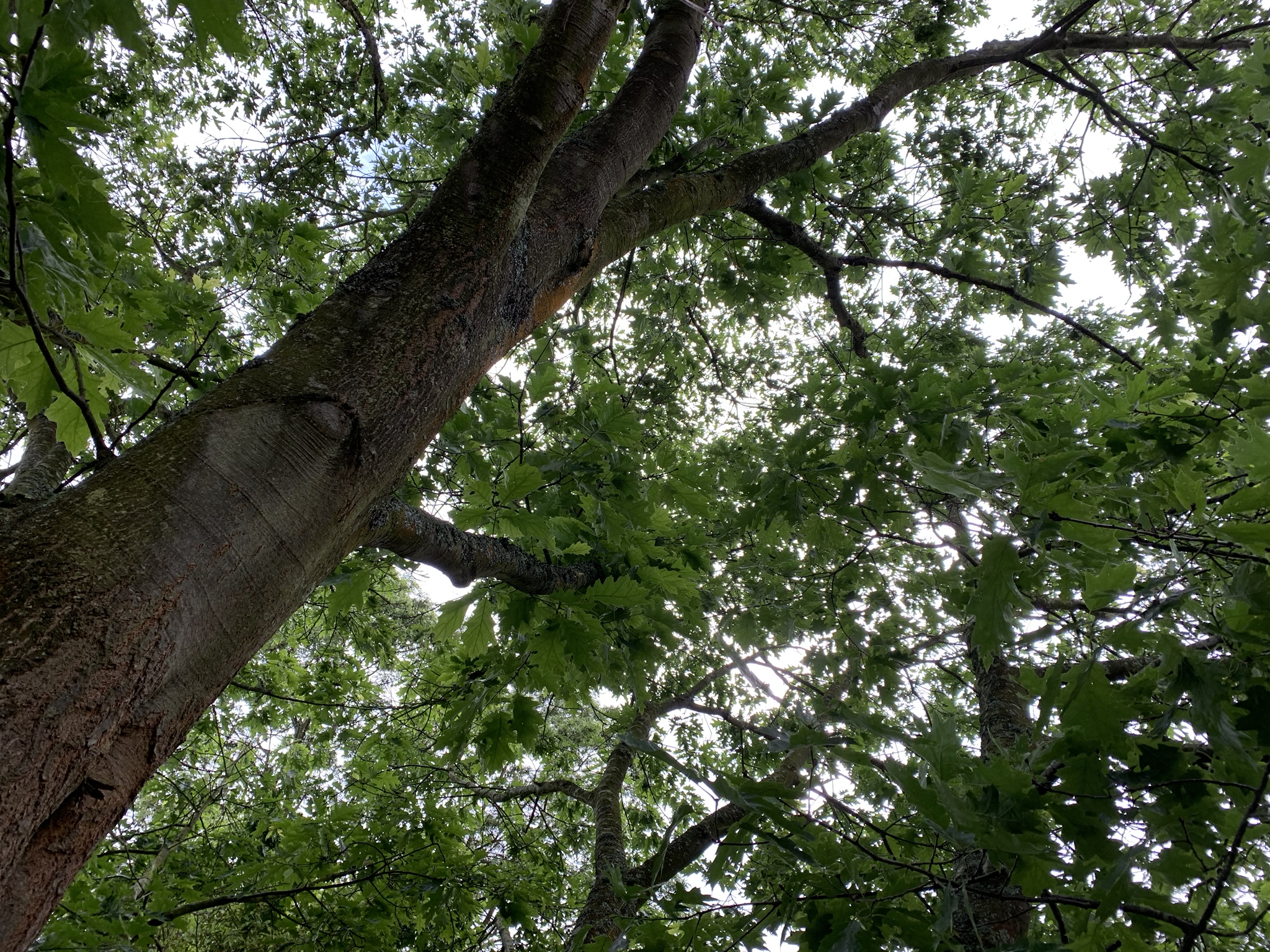 Local street tree, Red Oak tree canopy