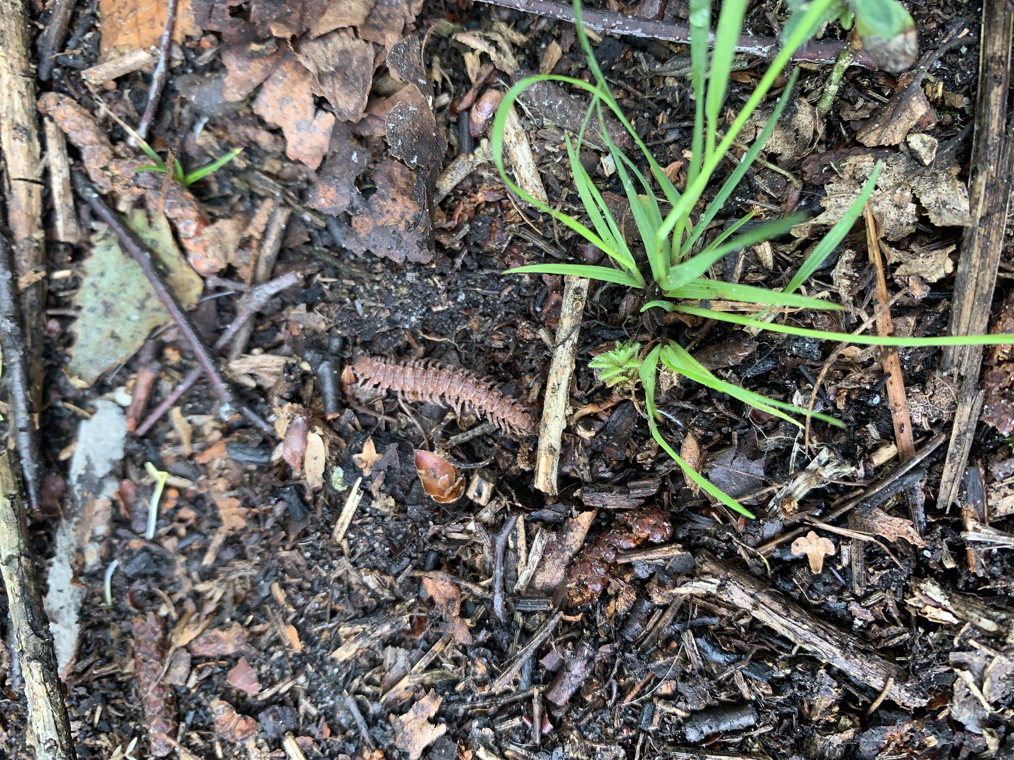 Centipede under log